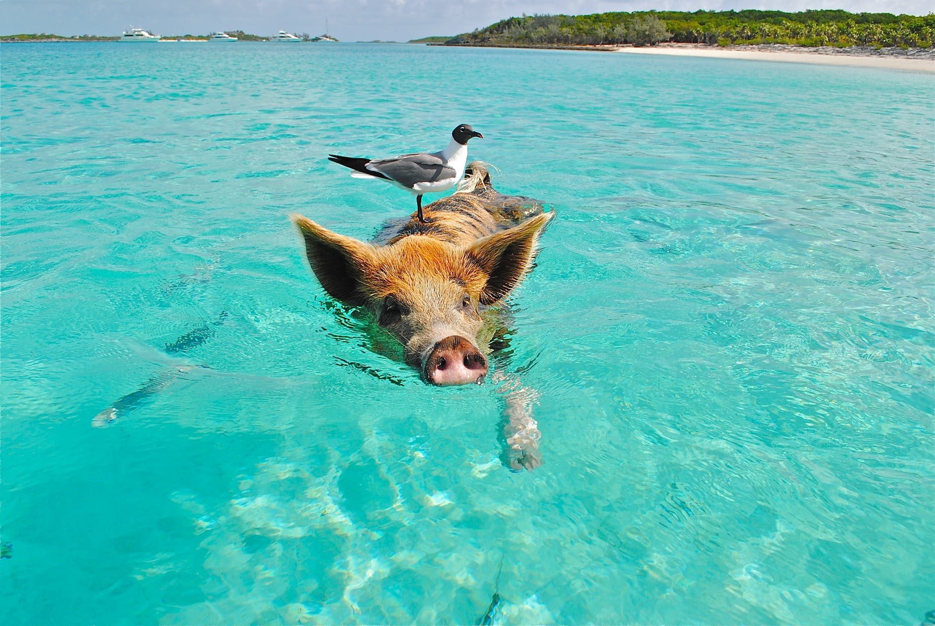 white and gray bird on the bag of brown and black pig swimming on the beach during daytime