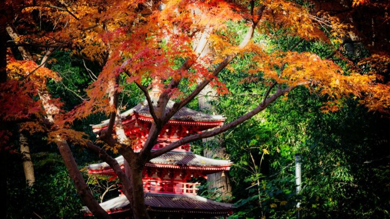 Zodiac Guide to Japan: Tokyo + Kyoto Tour 2026