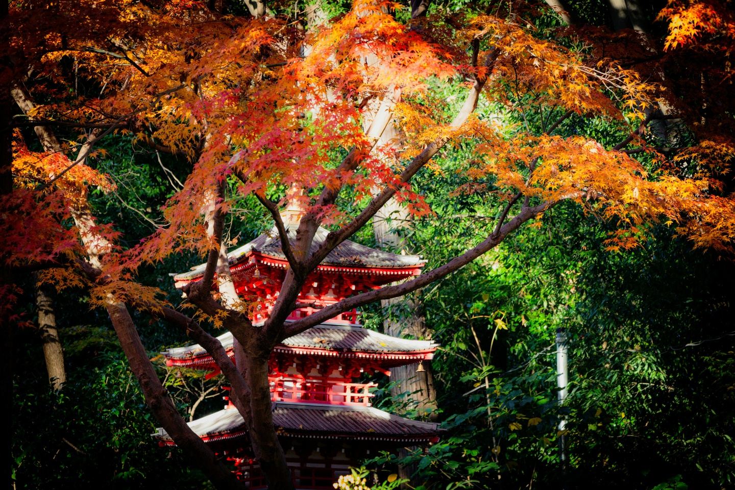 Zodiac Guide to Japan: Tokyo + Kyoto Tour 2026